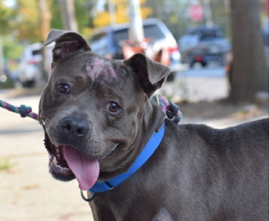 Tanjiro 211141
Listed TBK 10/19
#NYCACC 
Just 4 yrs old
Was hit by car, taken to VEG and then sent to shelter
Feels better and gets overly aroused
Playful w/medical staff
Please help save Tanjiro!
nycacc.app/browse/211141
#Pledge4Rescue #foster #adopt