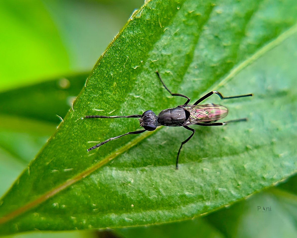 paneendraba's tweet photo. Nature's Tiny Soldier โ๏ธ
Check out this fierce-looking Soldier Fly! ๐ชฐ With its long legs and sharp mouthparts, it's well-equipped to take on prey.
Have you ever seen a Soldier Fly up close? Share your experiences in the comments below! ๐
#SoldierFly #Fly #NaturePhotography https://t.co/mjaDGUh44Q