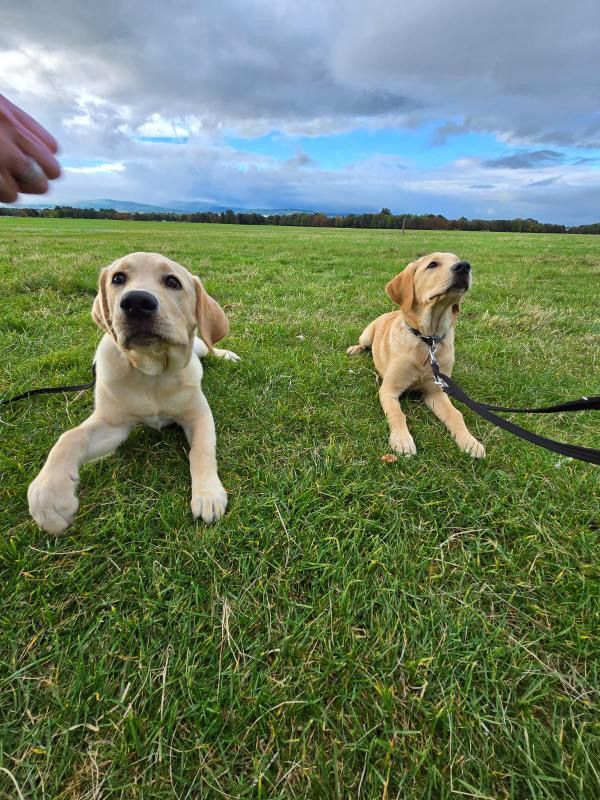 irishguidedogs's tweet photo. #FreeRunFriday
Brother and sister, Eagle and Elm meeting up in Phoenix Park to enjoy each other's company on their free run!
#ChangingLives https://t.co/D2jNDt8KJT