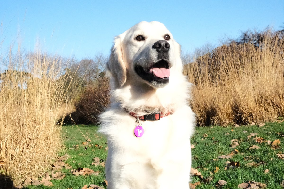 This weekend, step into the beauty of autumn at Trentham. ✨🍁 Stroll through our stunning gardens with crisp leaves crunching underfoot, breathe in the fresh autumn air, and spend quality time making memories with loved ones. ❤️

Book your tickets 👉 bit.ly/TrenthamPlanYo…