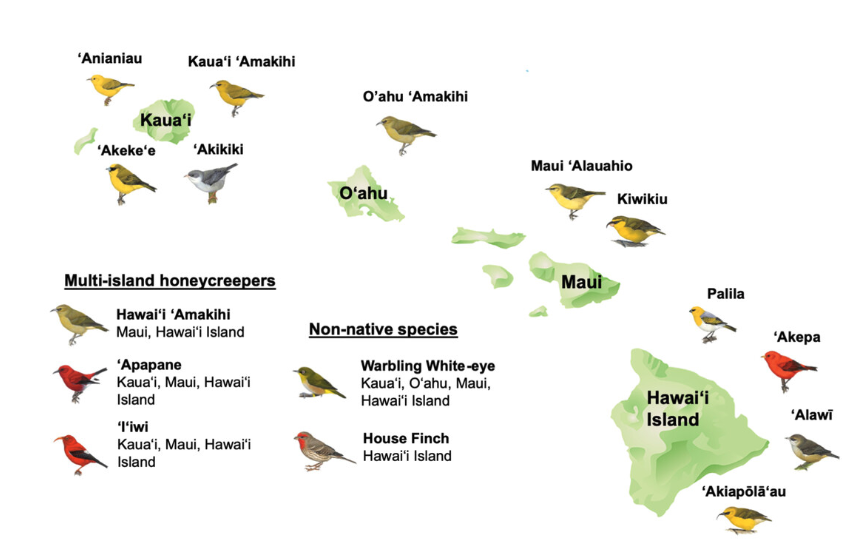 BOU 👩🏻🏫👨🏿🏫🧕🏽👳🏽♂️ 🌈 (@ibis_journal) on Twitter photo The Role of Geography, Diet, and Host Phylogeny on the Gut Microbiome in the Hawaiian Honeycreeper Radiation | doi.org/10.1002/ece3.7… | <a href="/Ecol_Evol/">Ecology and Evolution</a> | #ornithology The Role of Geography, Diet, and Host Phylogeny on the Gut Microbiome in the Hawaiian Honeycreeper Radiation | doi.org/10.1002/ece3.7… | <a href="/Ecol_Evol/">Ecology and Evolution</a> | #ornithology
