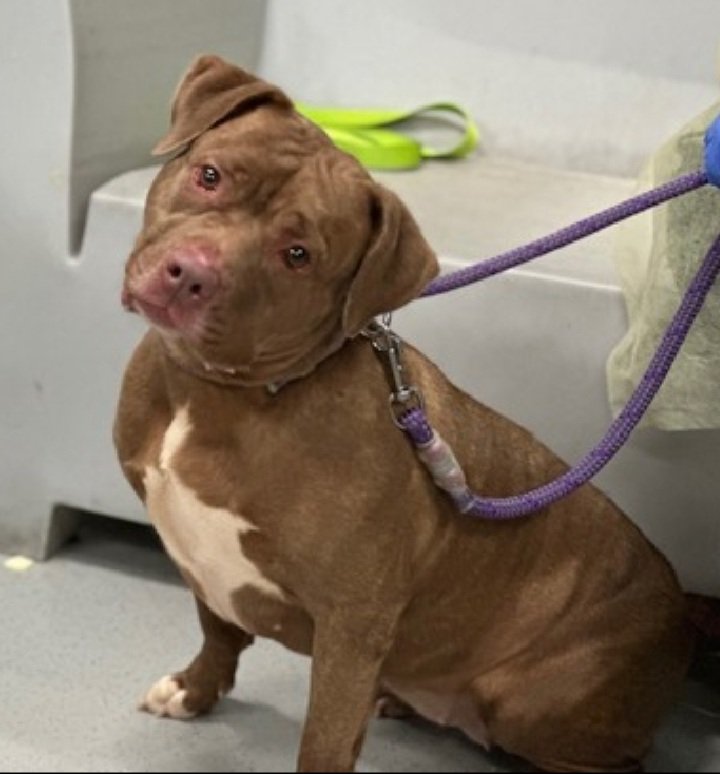 Scruffles 210401
Listed TBK 10/19 
#NYCACC 
She's 4 yrs old
Pretty girl 
Recovering from CIRDC 
Not faring well in care
Highly fearful, but is improving slightly
Scruffles needs a hero, is it you?
nycacc.app/browse/210401
#Pledge4Rescue #foster #adopt