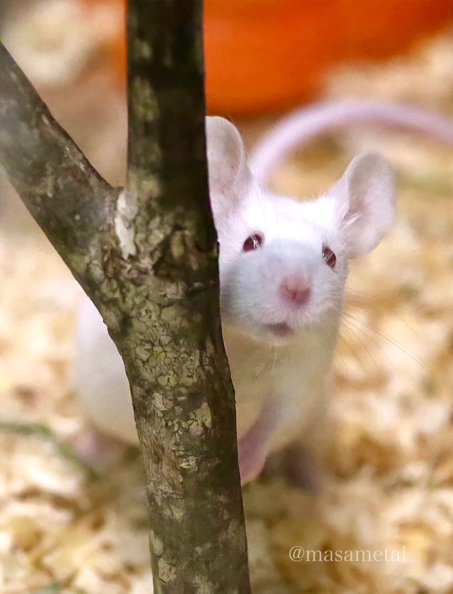 masametal's tweet image. チラリ🐭✨

#井の頭自然文化園 #マウス