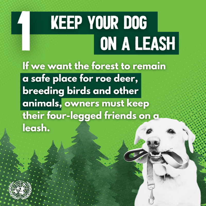 UNinBrussels's tweet photo. On this day of the Sonian Forest, #Brussels' inhabitants are heading to the forest to participate in activities and events to celebrate the day. By adopting these good habits, they can help preserve the forest.  #Soignes | #Zoniënwoud