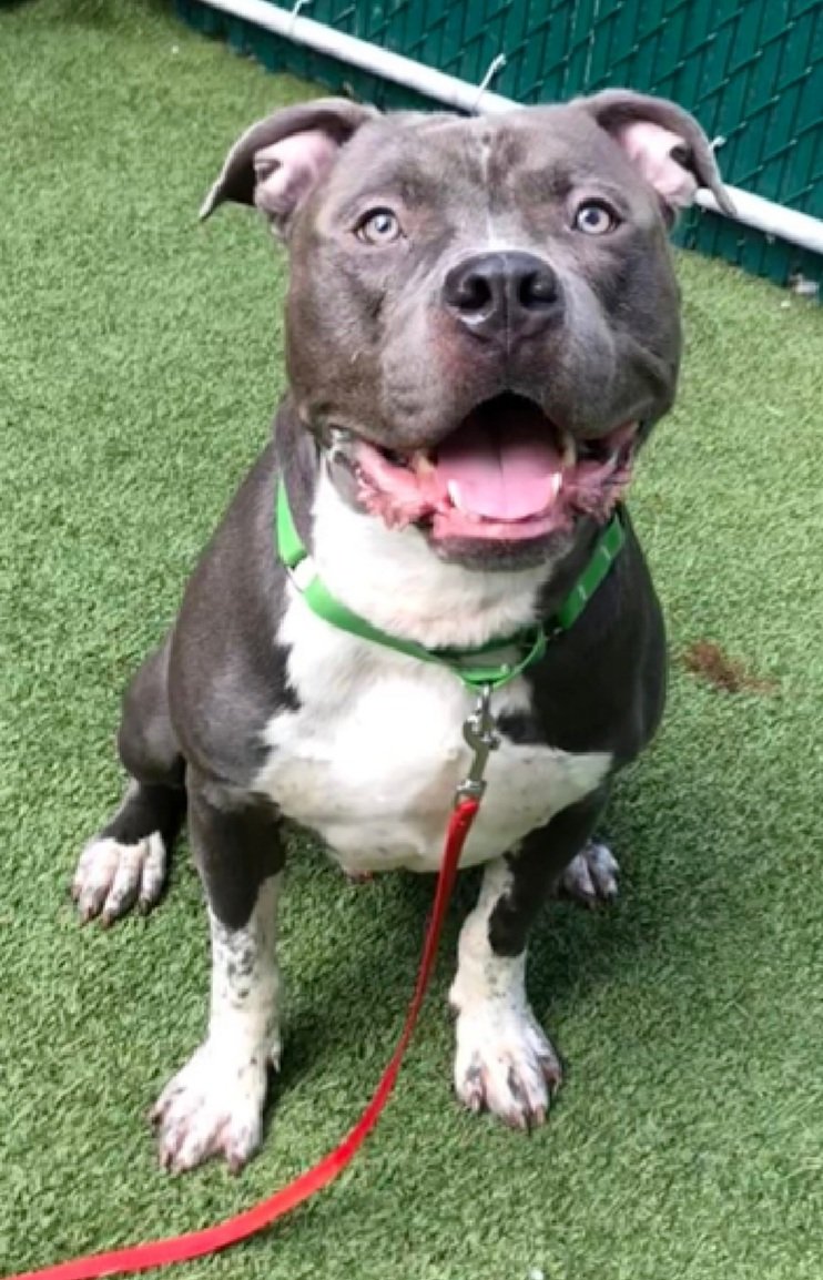 Rockie 209284
Relisted TBK 10/19
#NYCACC 
He's a big puppy, 1 yr old
Solicits attention 
Leash biting is his crime
Please save Rockie, he is a good boy in need of love!
nycacc.app/browse/209284
#Pledge4Rescue #foster #adopt