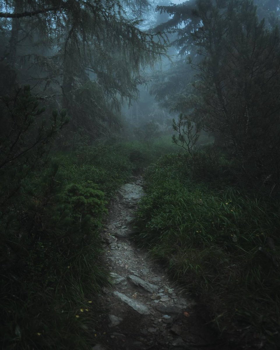 forest coolness.
