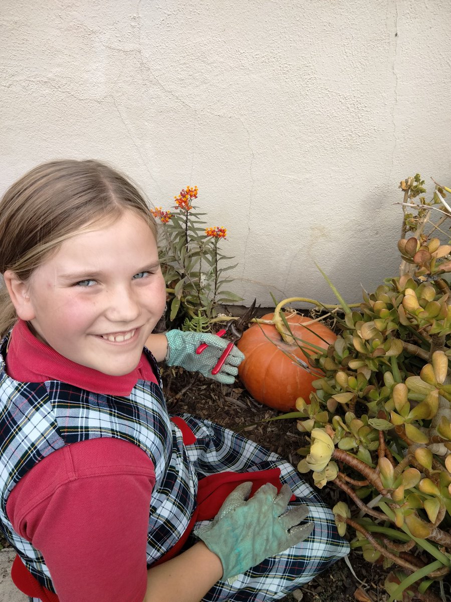 CCDSdolphins's tweet photo. The CCDS garden has produced its first pumpkin!!  We started it from seed last spring as an experiment and have loved watching it grow and observing the stages. It will be up for grabs at the Harvest Festival next Thursday via a simple Silent Auction🎃 https://t.co/rUJ4mZFBTG