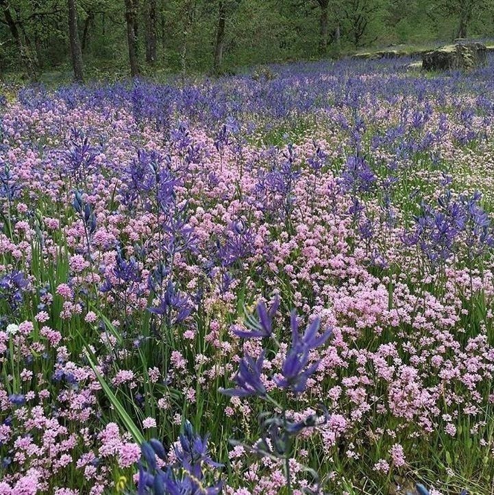 softdeIicacy's tweet image. purple.