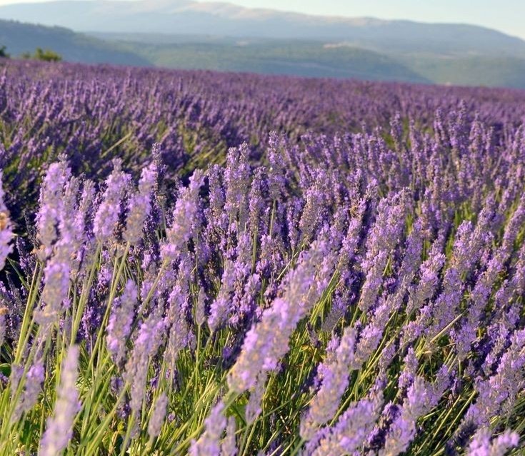 softdeIicacy's tweet image. purple.