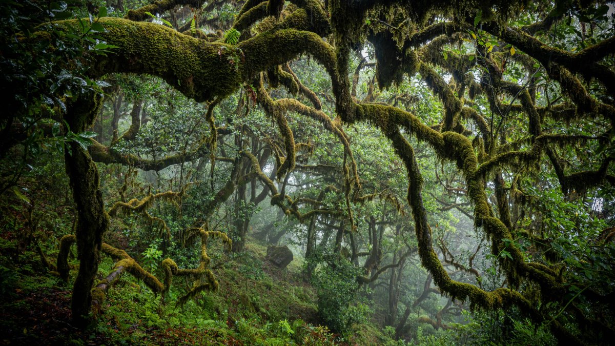 weather2travel's tweet photo. Ever stepped into a 20-million-year old rainforest or witnessed a sunrise above the clouds? #NorthernMadeira is packed with bucket-list experiences &amp; jaw-dropping sights. Here are @JournoJessB’s six reasons to visit the island’s wild side https://t.co/W78gYoH6mo @visitmadeira https://t.co/h62hm8BvBy