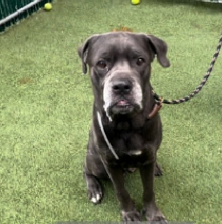 Ice 211210
Relisted TBK 10/19
#NYCACC 
#SaveOurSeniors 
He is a 9 yr old boy who rescued owner from attacker, only to end up being dumped for a move
Let's find this hero a good retirement home!
nycacc.app/browse/211210
#Pledge4Rescue #foster #adopt