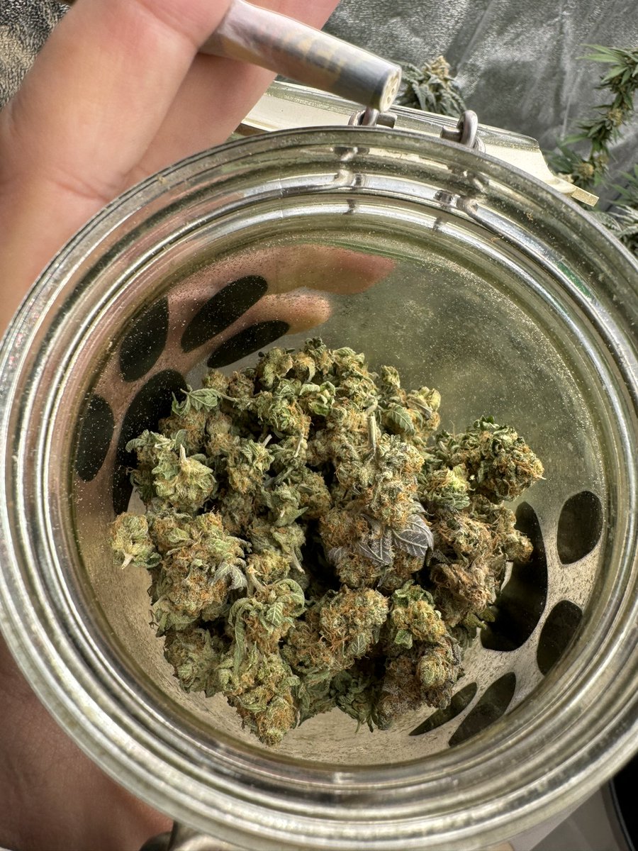 GreenGrowMD's tweet photo. Gelato x Cookies https://t.co/e6byM8XN5i