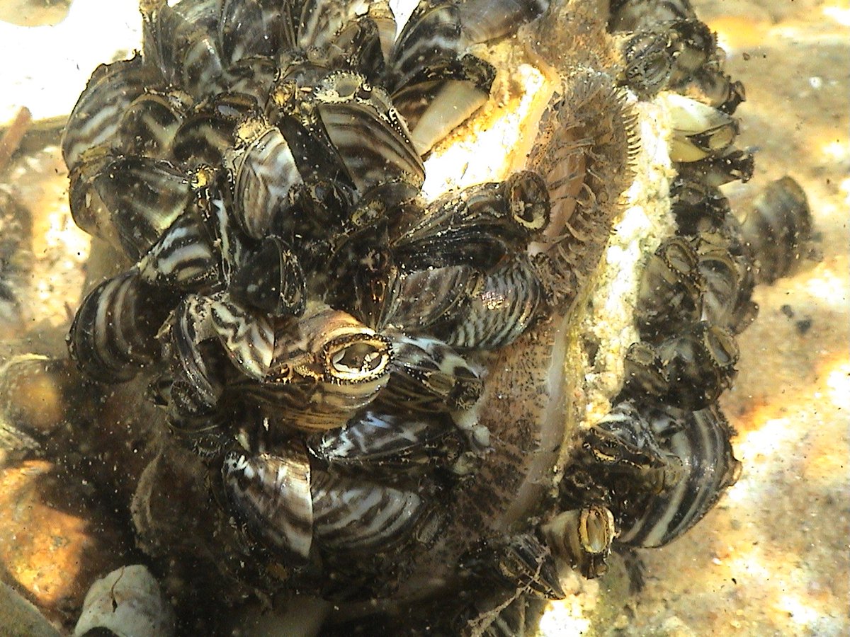 UMISC2024's tweet image. Got #invasivemussels? #USGS develops methods for early detection and tools to combat invasive #zebra and #quagga mussels. More at usgs.gov/media/images/i… #UMISC2024