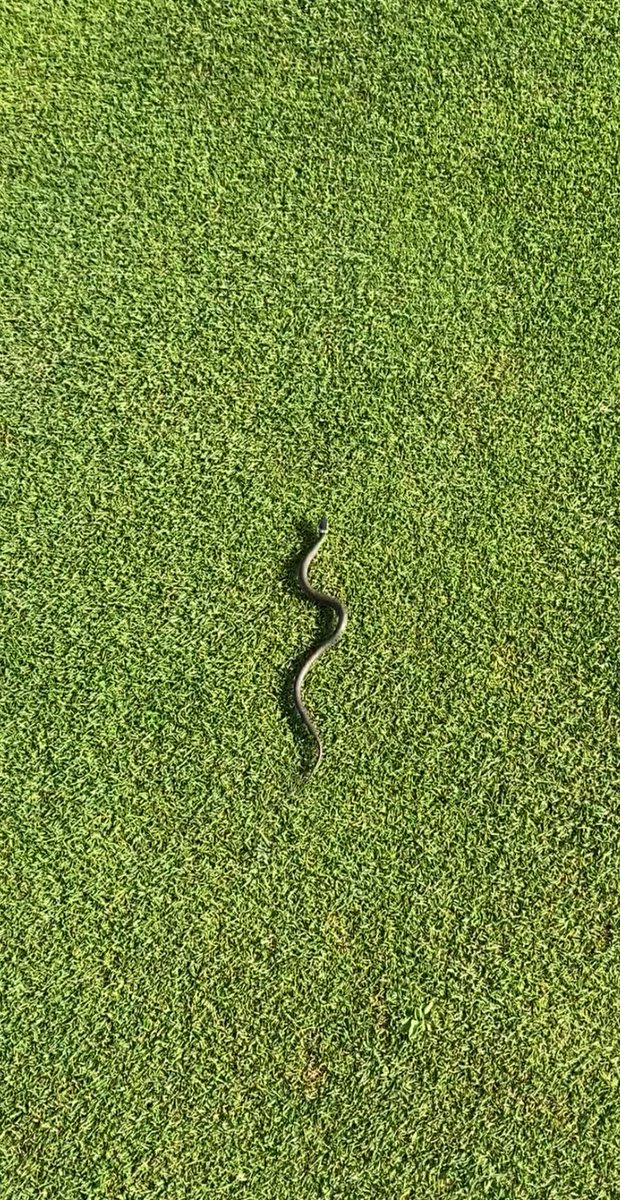 The animals are clearly enjoying the Autumn sunshine and fantastic greens as much as the golfers!! 🐍 🌞 

#toftgolfclub #autumngolf #wildlife #greatviews #greenkeeping