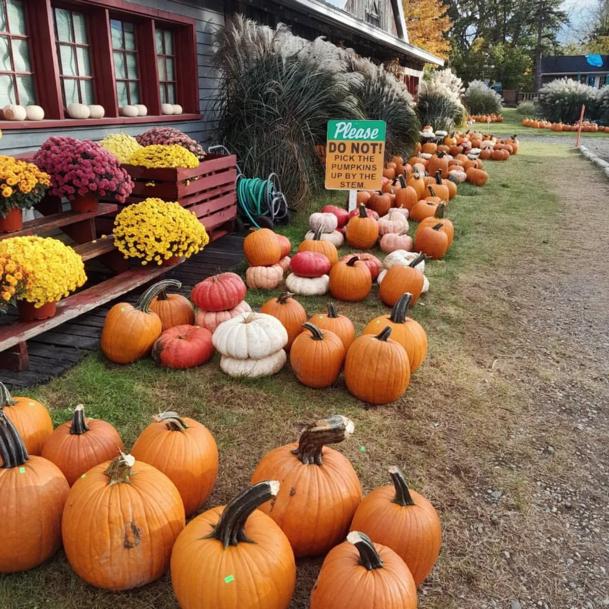 rochestercider's tweet photo. Climb and slide down the giant straw pyramid, enjoy the autumn vibes, & get your favorite fall time treats! πΎπΌ Thank you @thecozyfambam for sharing your visit.
#PumpkinPatch #MichiganMade #CiderMillFun #NationalAppleMonth #MichiganCiderMills #RochesterCiderMill #OaklandCounty https://t.co/cmb3166FZU