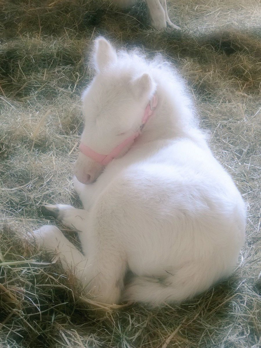 foal resting shy little pony surrounded by bright white angelic aura seraphic slumber https://t.co/vSKOGZpzBr