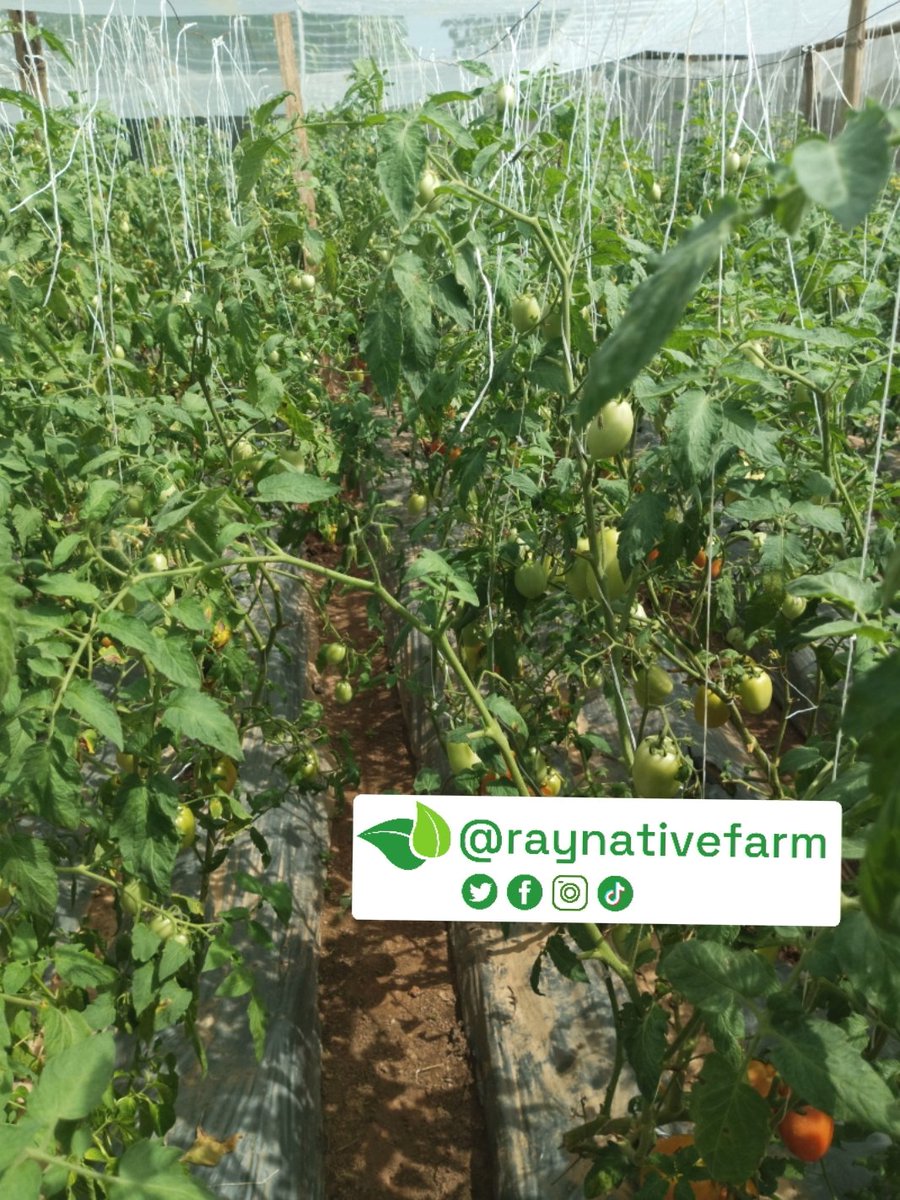 If you are not making it big through farming, you're probably doing it wrongly ❤️

Dear African youth, farming can make you millionaires if you do it right ✅

Join Raynative Farmers' Club