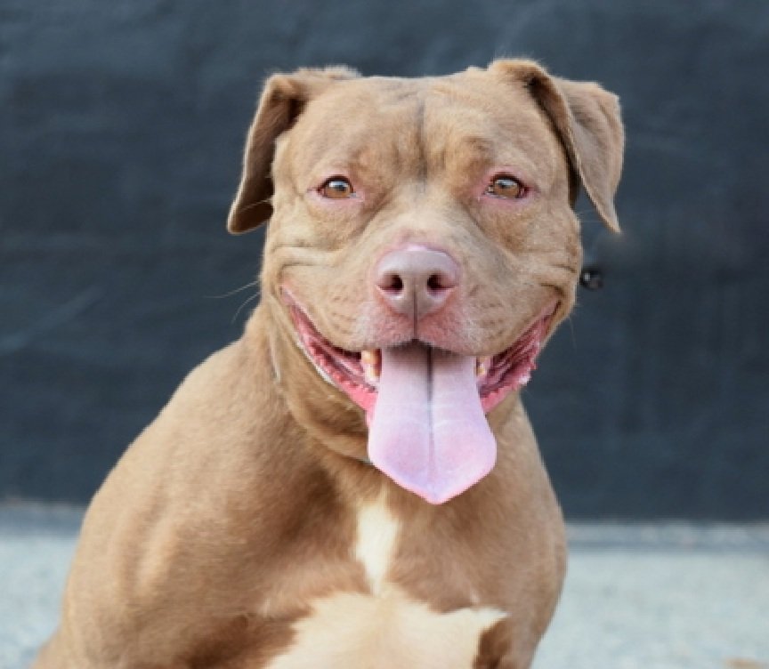 Scruffles 210401
Relisted TBK 10/19
#NYCACC 
Pretty 4 yr old girl
Fearful &amp; anxious in care
But trying to be brave
Please give Scruffles a chance!
nycacc.app/browse/210401
#Pledge4Rescue #foster #adopt