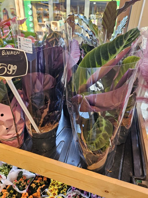 Spotted these beauties while out today 🌱💧🍄 They&rsquo;d make my space even more magical... but I&rsquo;d much prefer<a href="/tag/findom"class="tags"><span>#findom</span></a><a href="/tag/spoilme"class="tags"><span>#spoilme</span></a><a href="/tag/paypig"class="tags"><span>#paypig</span></a>