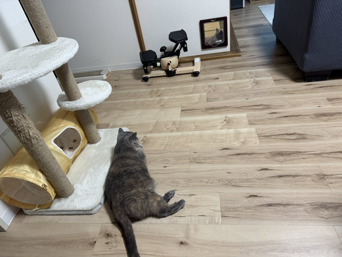 nikuQ_0218's tweet photo. ゆっくり、のんびり
仲良くなっていけたら良いね🙌

#猫 #猫好きさんと繋がりたい
#猫のいる暮らし #猫のいる幸せ
#ブリティッシュショートヘア https://t.co/hsw9RAKB2A