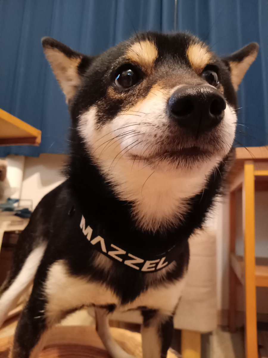 黒豆柴銀次郎 (@kuromameginjiro) / Posts / X