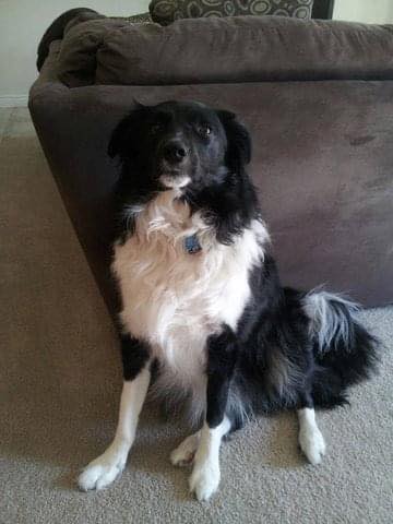 Dog Lovers tweet media