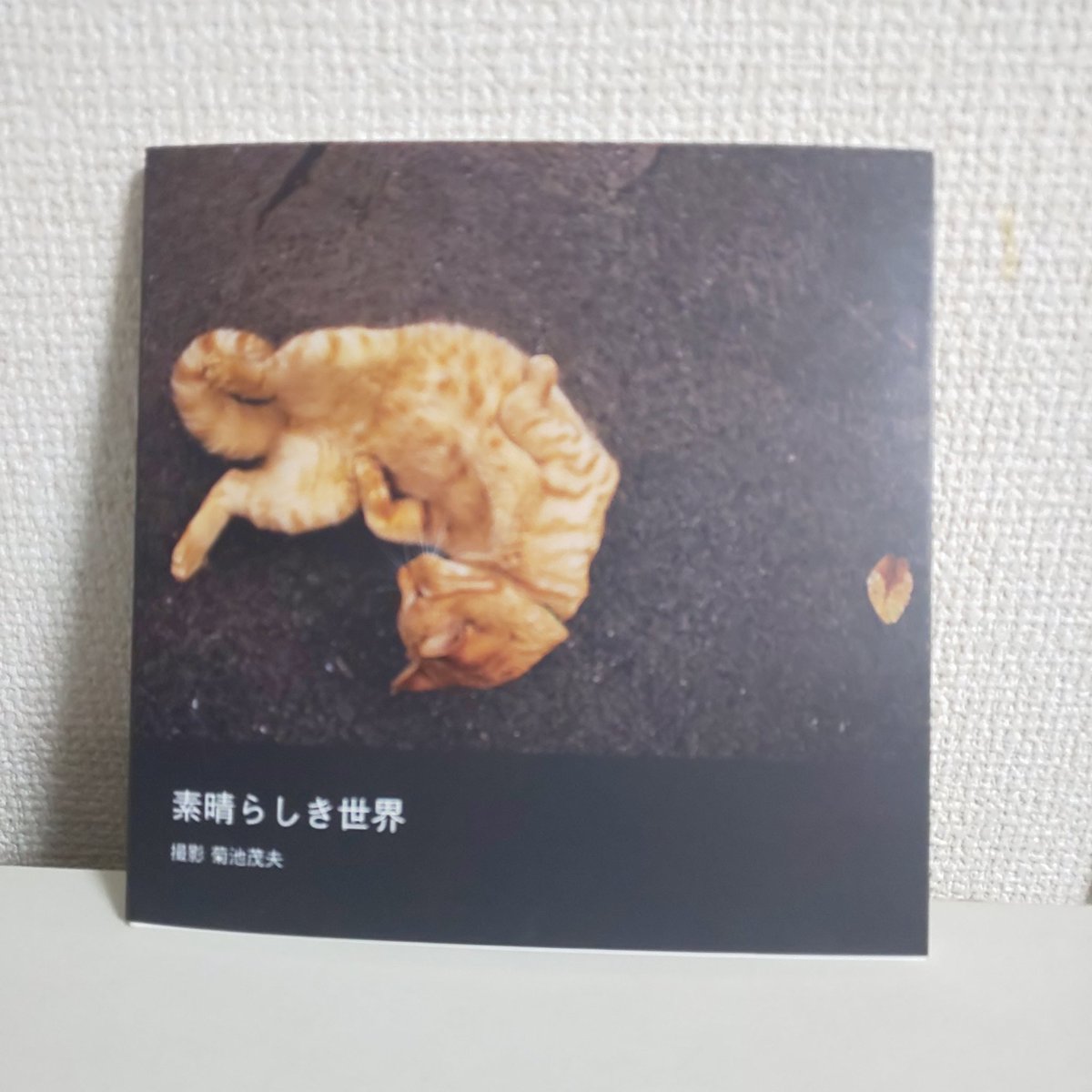 vanilla72438's tweet photo. カメラマン 菊池茂夫さんの写真集届���た  外で暮らす猫や地域猫の日常の一場面を切り取った写真の数々  それぞれの猫達ののんびりした姿を見ながら 生きるってことを噛み締める  2枚目はlatte チェック中
#菊池茂夫 #素晴らしき世界 https://t.co/lo0xVgaRI4