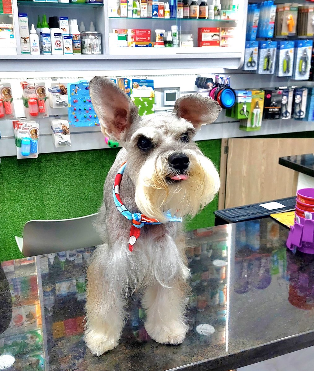 ¡Gracias por tanto mí CAPITÁN!💔🥺

Duele profundo en el alma despedir a quién con su lealtad,inocencia,ternura, nobleza,alegría,audacia, ocurrencias,te llena todos los días de los sentimientos más puros de AMOR❤️

¡Misión cumplida CAMPEÓN!❤️‍🩹

"La capacidad de amar es infinita"🙏