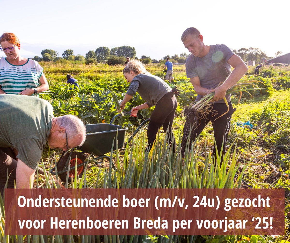 #vacature! 👩‍🌾💚 Part-time 𝗼ndersteunende boer (m/v, 24u) gezocht nabij #Breda, in loondienst! Herenboeren Op 't Lies zoekt per april/mei 2025 extra ondersteuning  ➡ herenboeren.nl/ondersteunende…