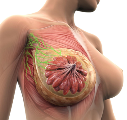 Mammary_journal's tweet image. Call for Papers 🚨Submit your research to our collection Advances in Mammary Gland Development & Differentiation, led by @BethLloydLewis.
Topics: Stem/progenitor cell regulation, Hormonal & environmental impacts, Signaling pathways, Tissue architecture...
link.springer.com/collections/cg…