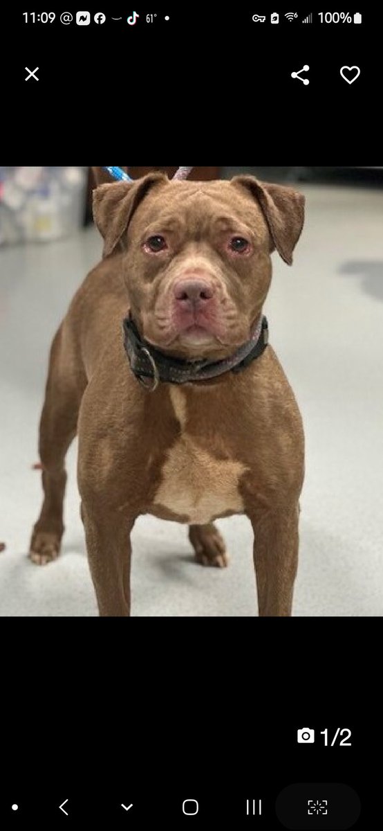 💞Scruffles💞
▪️Relisted TBK: 10/19💉🎯
#NYCACC #210401 4y

Precious girl's💔, arrived via 🚔.
Terrified, shut down! 
Her worried eyes say it all!
Deserves loving, N.East #Foster, 2 decompress+ feel safe.

DM <a href="/notthesameone2/">Not the Same</a>
Pls #pledge4rescue 
💞S
nycacc.app/browse/210401