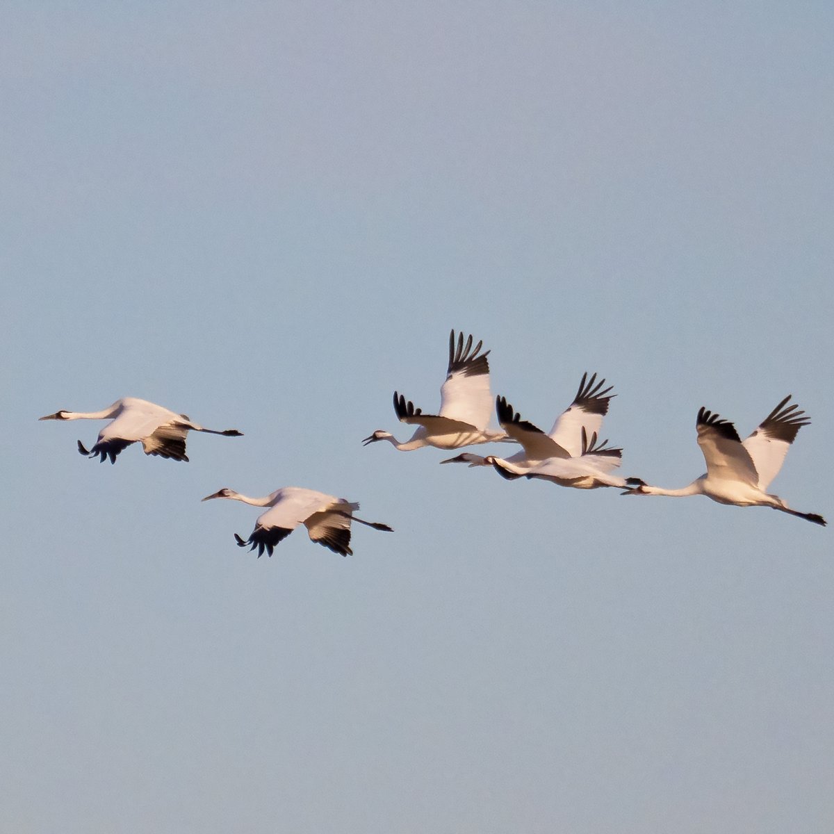Robin&Arlene Karpan (@karpanparkland) on Twitter photo Whooping cranes on the move in central <a href="/Saskatchewan/">Tourism Saskatchewan</a> during their southward fall migration. #ExploreSask #ExploreCanada #birdphotography #ThePhotoHour #raw_wildlife #birding #wildlifephotography #TMACtravel #satw #ducksunlimited #whoopingcranes #cranes Whooping cranes on the move in central <a href="/Saskatchewan/">Tourism Saskatchewan</a> during their southward fall migration. #ExploreSask #ExploreCanada #birdphotography #ThePhotoHour #raw_wildlife #birding #wildlifephotography #TMACtravel #satw #ducksunlimited #whoopingcranes #cranes