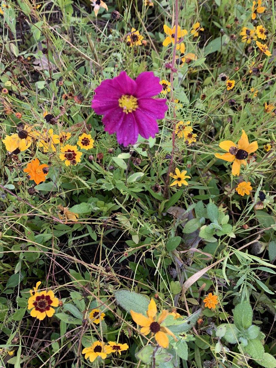 kle052789's tweet image. It was a struggle this morning, but I gave myself permission to walk some and enjoy the process. It was beautiful out there! #strugglebus #seenonmyrun #fallrunning #runlansing #runmichigan #optoutside #becauseican