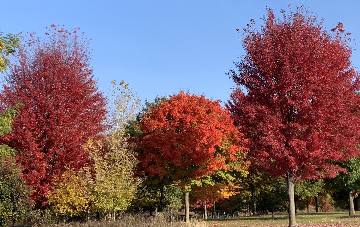 kle052789's tweet image. It was a struggle this morning, but I gave myself permission to walk some and enjoy the process. It was beautiful out there! #strugglebus #seenonmyrun #fallrunning #runlansing #runmichigan #optoutside #becauseican