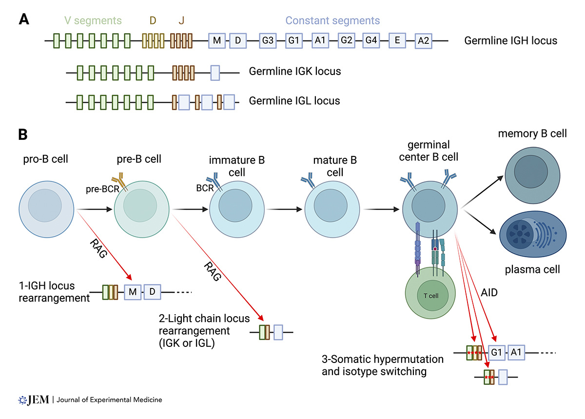Journal of Experimental Medicine (@jexpmed) on Twitter photo Deguine and <a href="/TheXavierLab/">Xavier Lab</a> review B cell repertoire analyses, focusing on their implications for autoimmunity. hubs.la/Q02Tfwp_0
📘 In our #Autoimmunity collection: hubs.la/Q02Tfw6q0 Deguine and <a href="/TheXavierLab/">Xavier Lab</a> review B cell repertoire analyses, focusing on their implications for autoimmunity. hubs.la/Q02Tfwp_0
📘 In our #Autoimmunity collection: hubs.la/Q02Tfw6q0