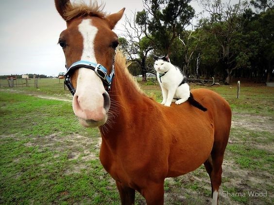 metahorseunity's tweet image. When your horse teams up with the ultimate sidekick 🐴

Ready to capture horses together!

#Stutengarden #PetSystem #BestBuddies