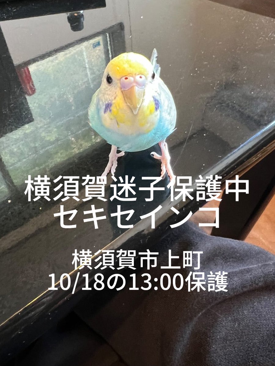 chickenman1003's tweet photo. 知り合いが10/18の13:00ごろ
神奈川県横須賀市上町付近で保護しました。警察には届けてあり、お知り合いのご自宅で現在保護中になります
元気なようで人慣れしているようです
飼い主様のもとに帰れるようにこの投稿���散お願いします
ご連絡お願いします
#迷子 #迷子鳥 #セキセインコ #保護中 #拡散希望 https://t.co/gYOYiUWU1H