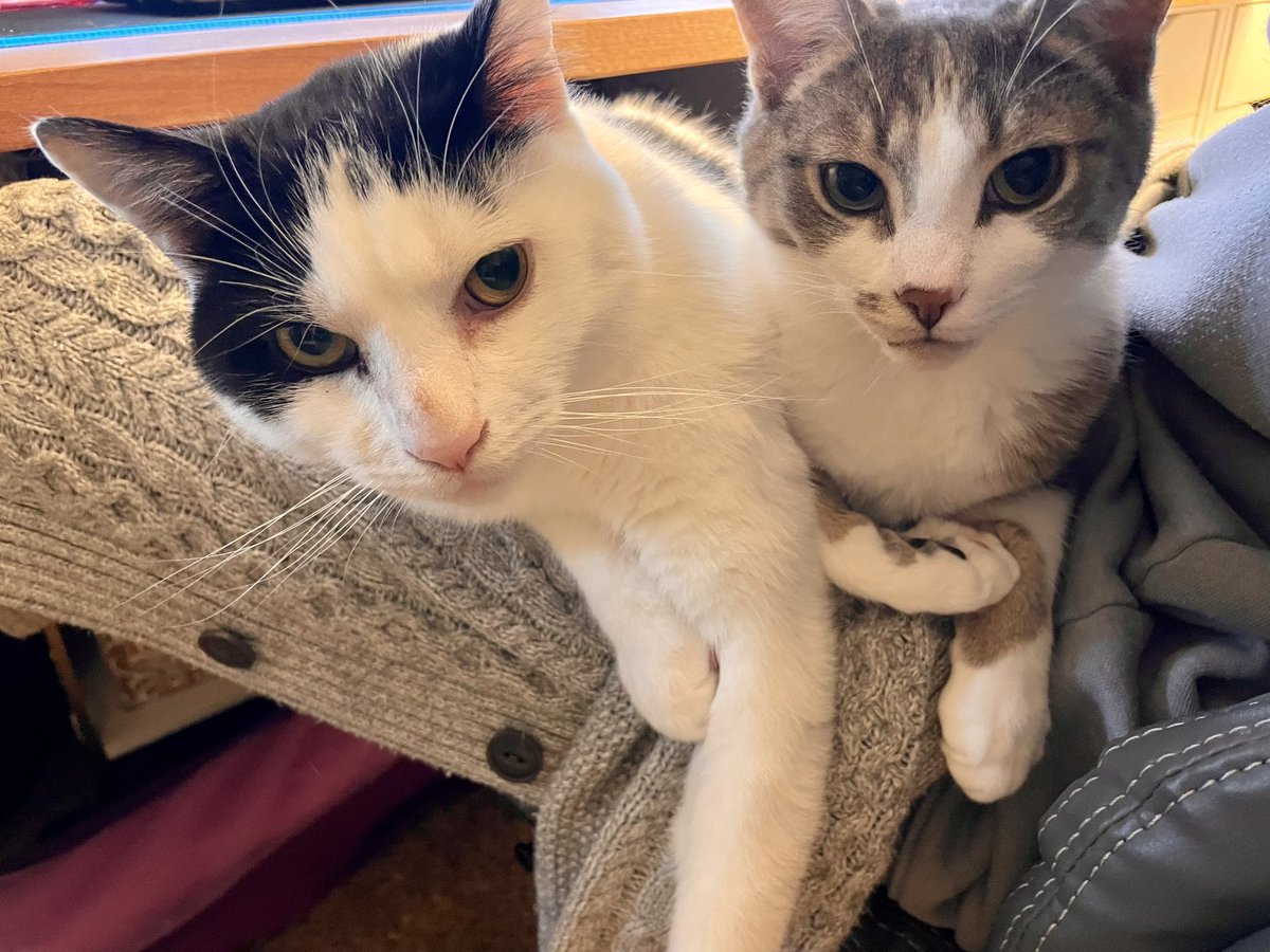 Hashtag Survival tweet media