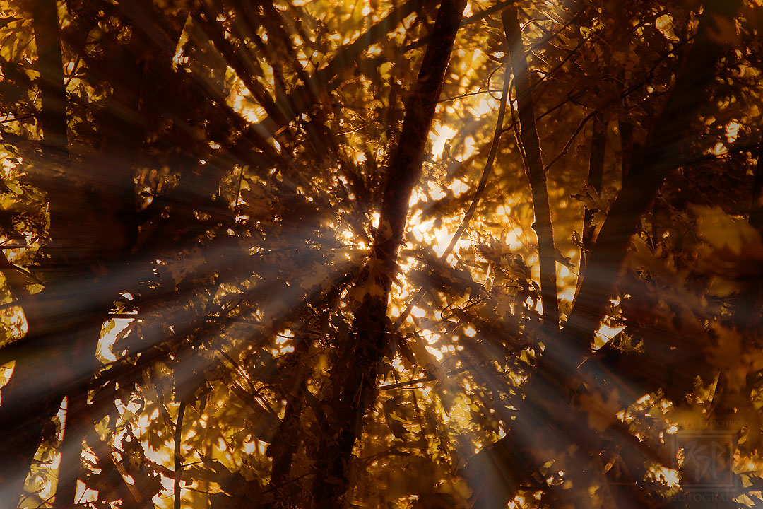 KjpPhotography's tweet photo. Sunlight through the trees with God-fingers on a Fall afternoon. #KevinPochronPhotography #kjpphotography
#Canon #Canon60D #Photography #NaturePhotography #nature #tree #treeleaves #leaves #fallcolors #Sunlight #Wisconsin
@CanonUSA https://t.co/3HU0Air7sI
