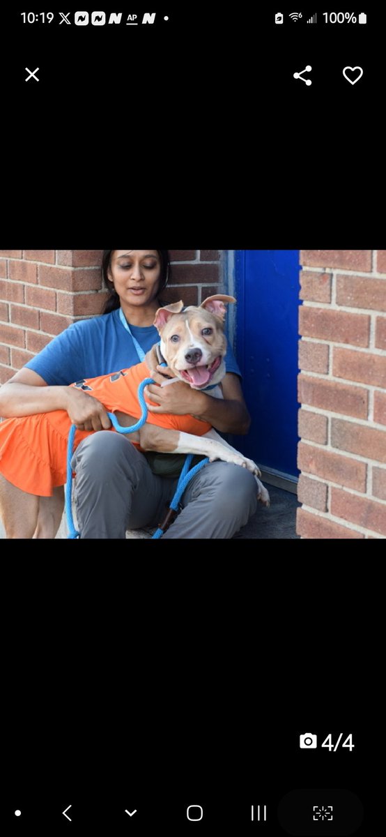 💞Truffle💞
▪️#NewIntake #212023 2y
#NYCACC

Precious sweetie's trying 2 be brave in scary shelter.
LOOK @ her adorable face!
So darling in her costume!
Affectionate, social.
Deserves loving, #Adopter/N.East #Foster, 2 be cherished.

DM <a href="/CathyPolicky/">Cathy Policky</a>
Pls #pledge 
💞T