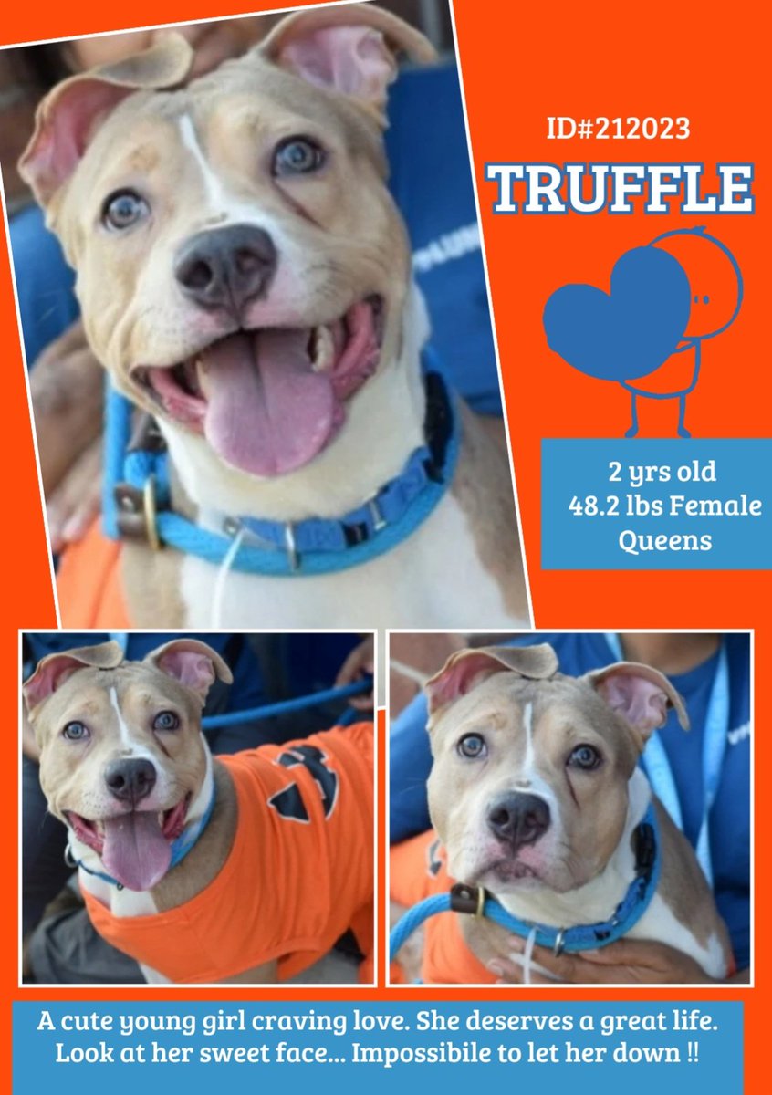 Julie🌻🐾 (@myboxerluvmac1) on Twitter photo 