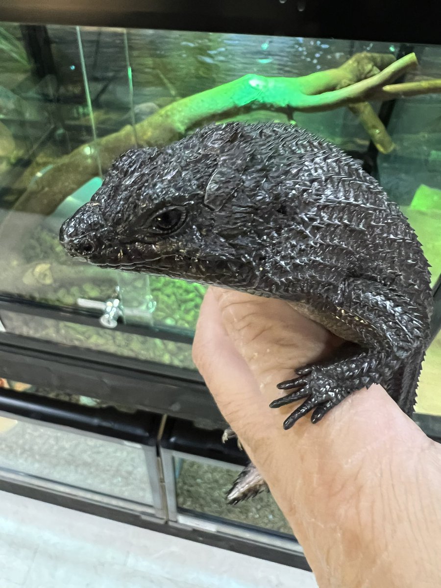 販売生体】ストケスイワトカゲ ブラックバディア アダルト