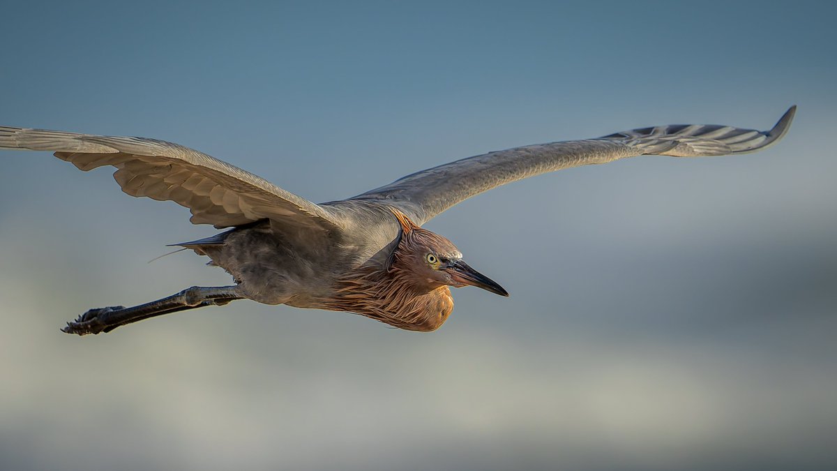 Soaring past with the ocean as a backdrop...
Reddish Egret 
#photography #naturephotography #wildlifephotography thelittlethings