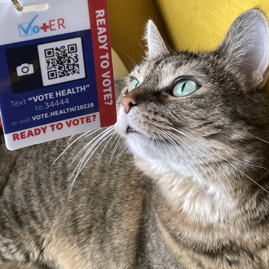 Vot_ER_org's tweet photo. Meet Winnie, our paw-some voting ambassador! Always ready (post nap, of course) to rally us in shaping our community's future. Join Winnie, check your registration and be prepared for elections! Do you follow her lead? 🐾 

https://t.co/9aqnDYqY7y 

 #VotER #ReadyToVote https://t.co/TdzxuHQYg5