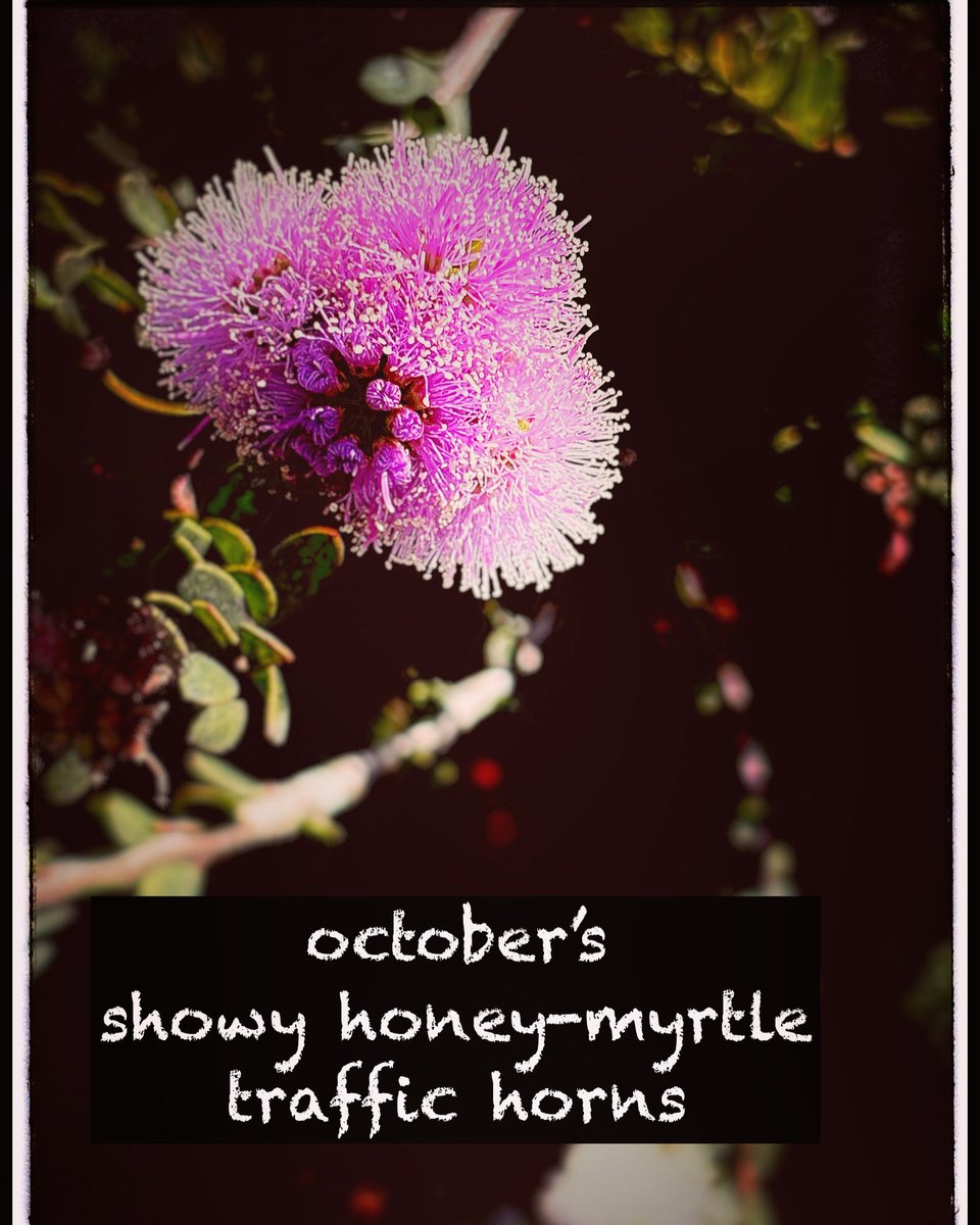 vbvlach's tweet photo. #haiga #haiku #senryu #poetry #micropoems #haigaphotography #iphoneography #photography #instapoetry #Shahai #salesforcetransitcenter #Sanfrancisco
octoberโs
showy honey-myrtle
traffic horns https://t.co/i2RaMLum8i