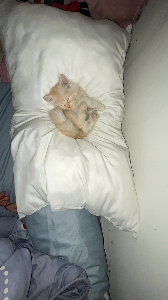 cio boba tweet media