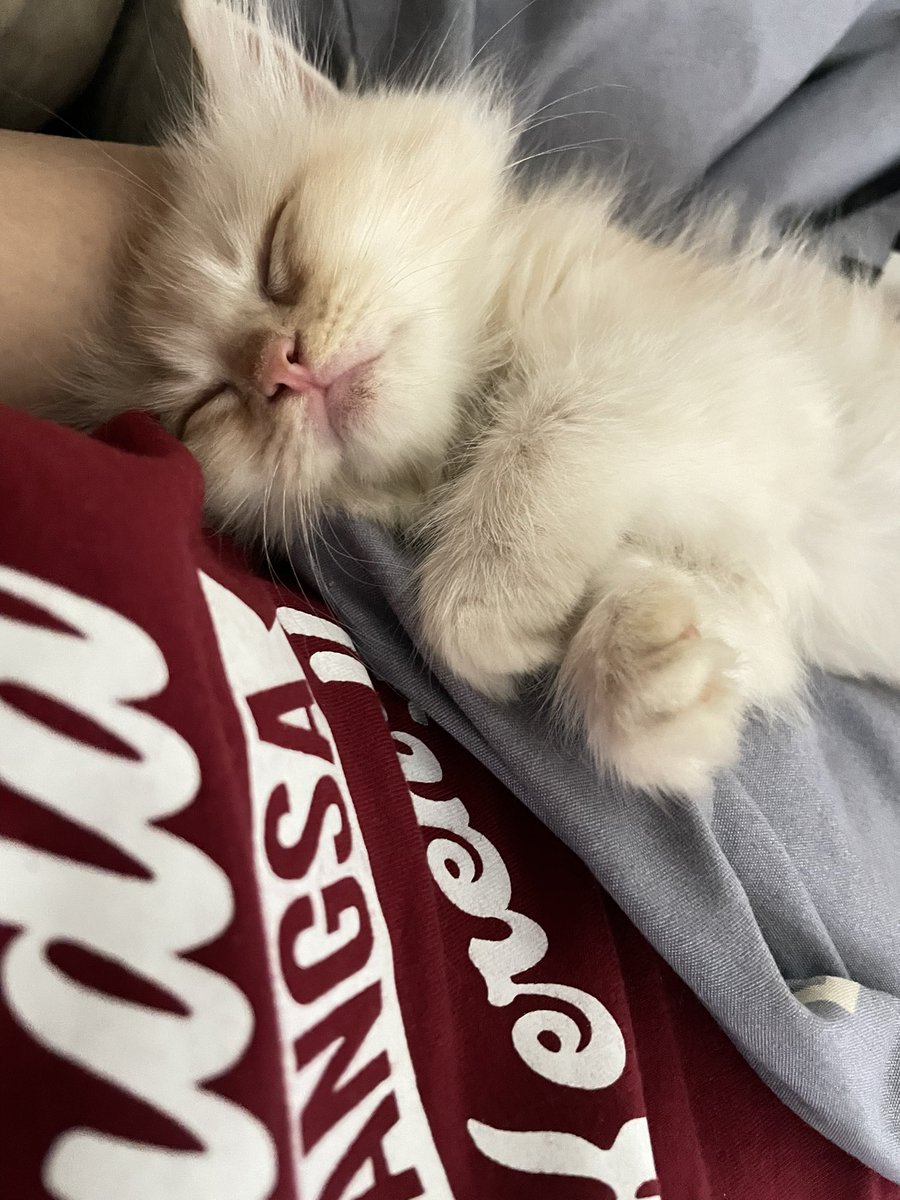 cio boba tweet media