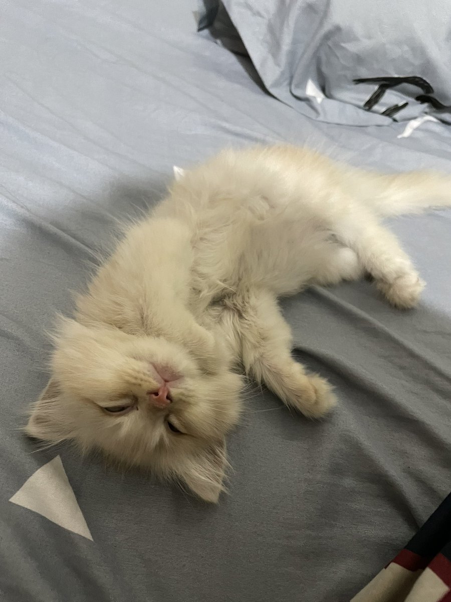 cio boba tweet media