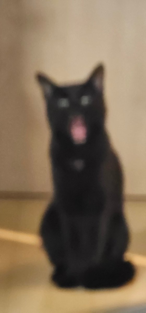 cats_ararnr's tweet photo. シャッターチャンス！と思ったらピント合わなかった😭😭😭

 #ねこ  #cat  #ねこ好きさんと繋がりたい  #猫の写真下手くそ選手権 https://t.co/8w6RDtcF9F