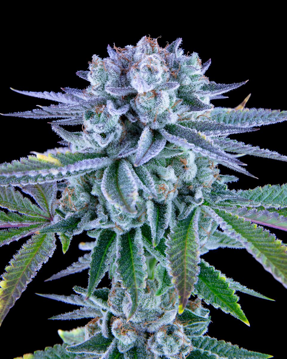 Most plants in the progeny are done on day 42-49, with some going to day 56. Very fast, very stanky, very tasty, and very potent. This one took me a while to make her right, but the path was more than worth it.
Drops November 5th. Do not miss this one!
🧂🥒
Salty Pickle (F1) fems